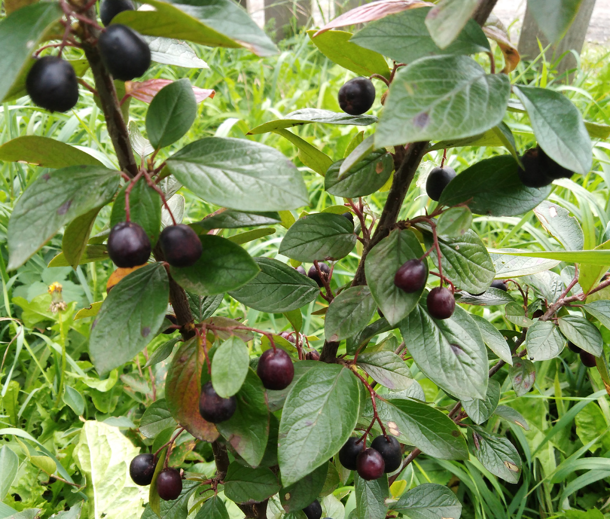 Кизильник блестящий, фото автора.
