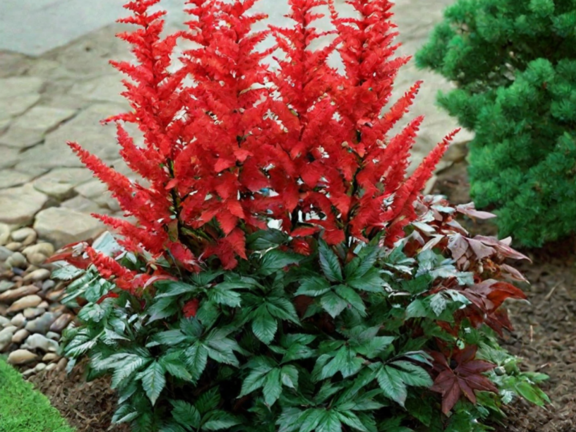 Даже без цветов астильба выглядит нарядно благодаря этой резной листве .