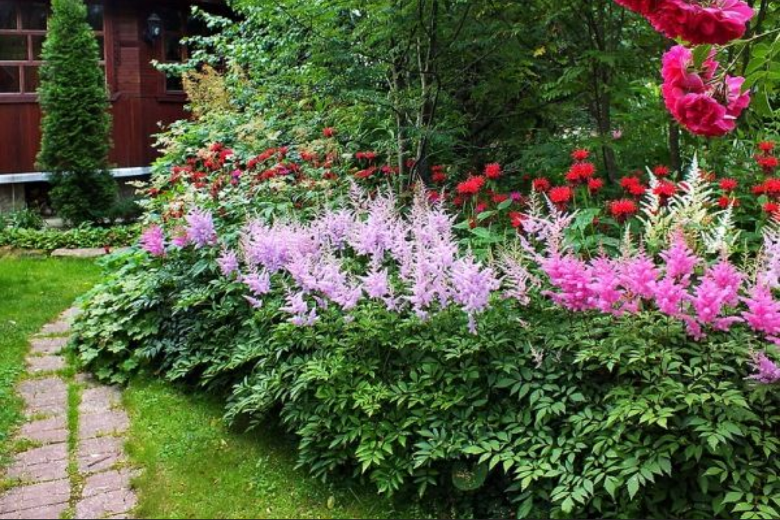 Астильба японская — это настоящая находка для сада, особенно если у вас есть места, где солнце бывает лишь гостем