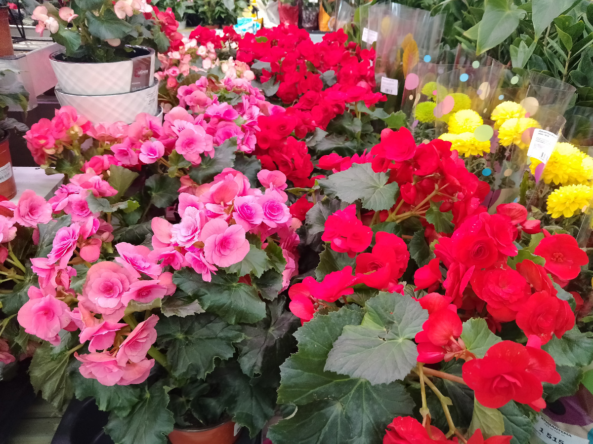 Фото  автора, цветочный рай для нас любимых