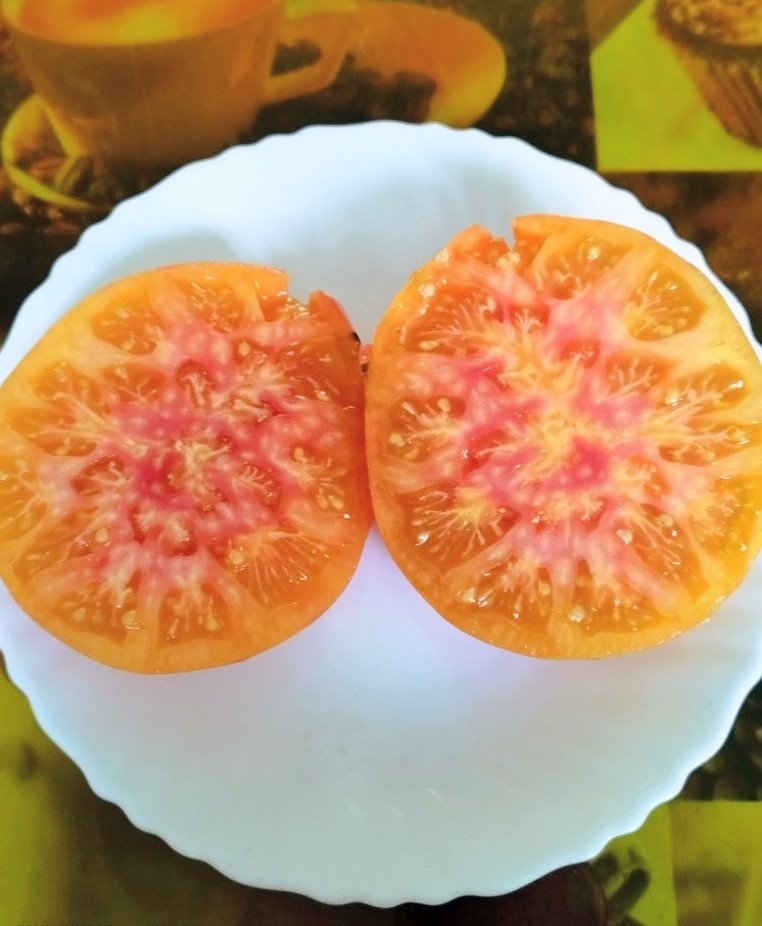 Томат Совершенство Дагмы 