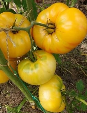 Томат Совершенство Дагмы 