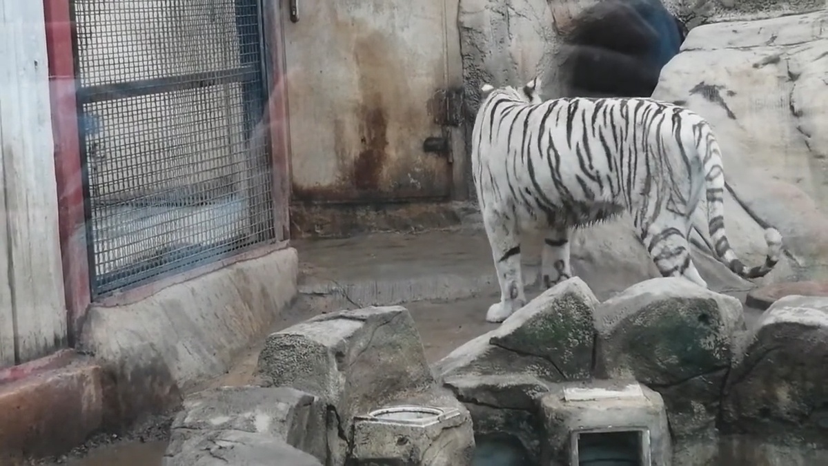 Тигрица Тамути ждет своего Саймона