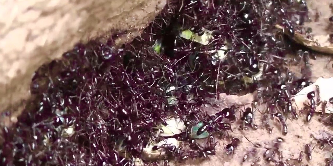 Как воюют муравьи: разведка, рабство и амазонки без романтики