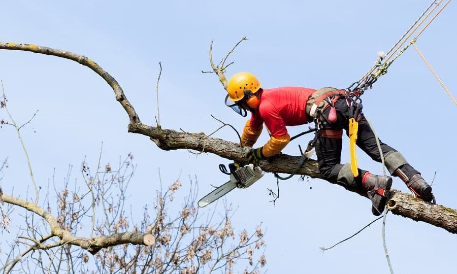 Гнезда шершней и бешеные еноты: что ждёт лесоруба в лесу