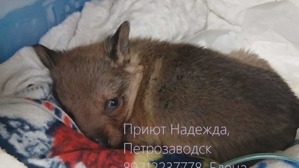 ЕЖИК. МАЛЫШУ НУЖНА ОПЕРАЦИЯ.