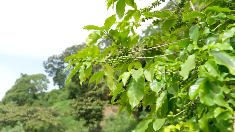 ФОТО: Кадр из программы "Тайны Чапман", РЕН ТВ