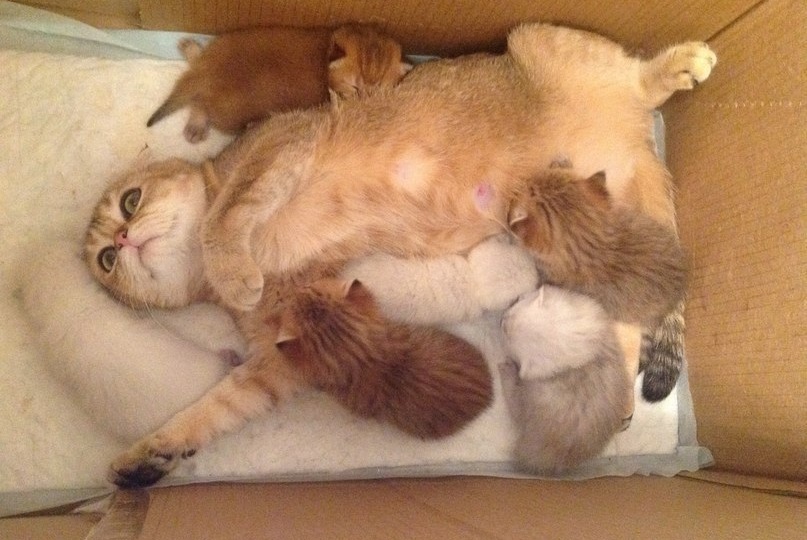 Почему в России невозможна массовая многодетность?