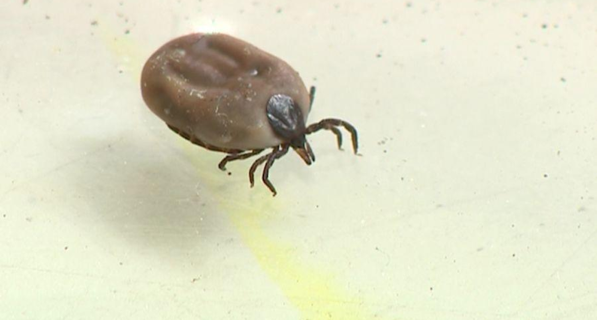    Фото: архив ГТРК «Ярославия» с сайта vesti-yaroslavl.ru