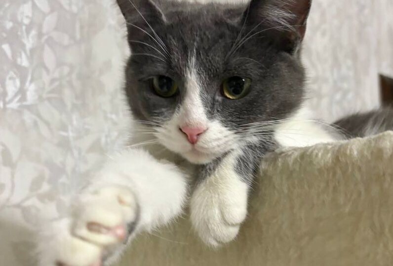 Очаровательная малышка Жози ищет дом! Москва, МО