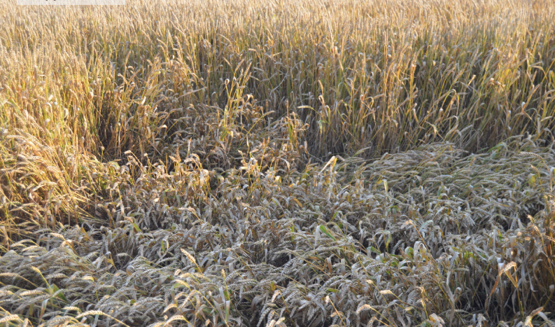 Фото автора. Лето 2023. Озимая пшеница.