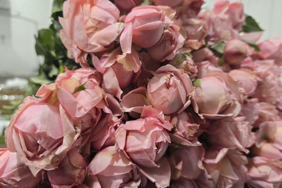    Зараженные цветы уничтожили, остальные отправили получателям. Фото: пресс-служба Северо-Западного межрегионального управления Россельхознадзора