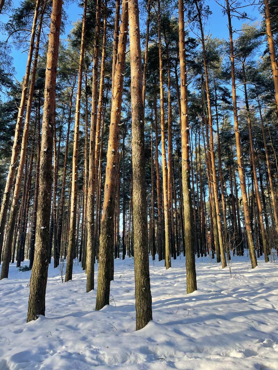 Фото 05.03 «весна в сосновом лесу» а какая активность сейчас у птиц. Они болтают во все свое птичье многоголосие без умолку…