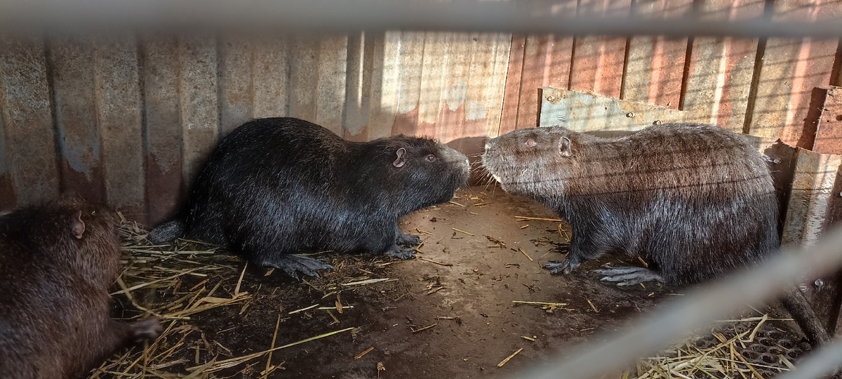 Нутрии выясняют отношения