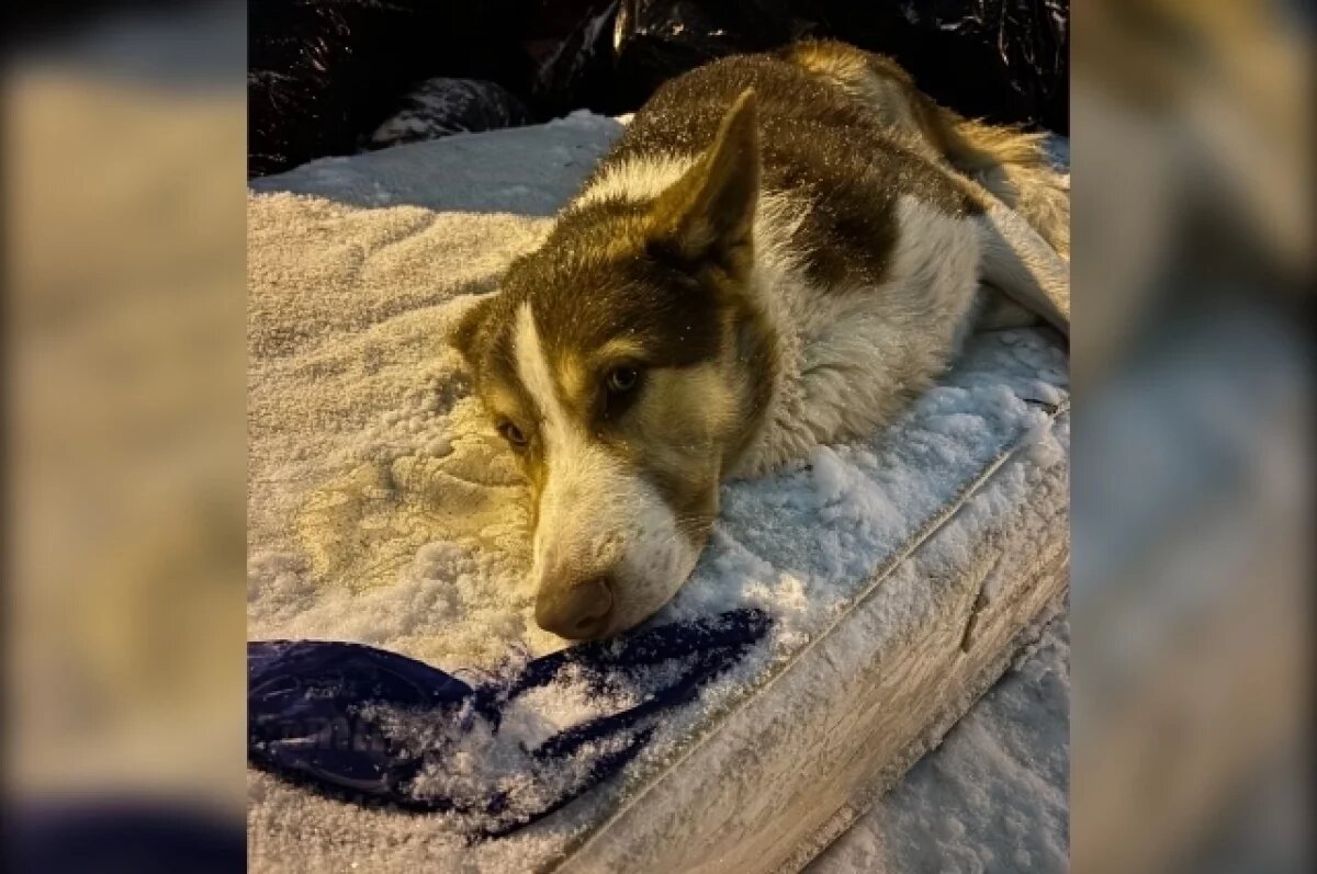    В Воронеже хозяева оставили собаку на мусорке при переезде