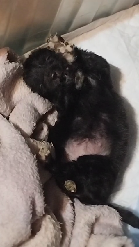 Новорожденная Вайолет