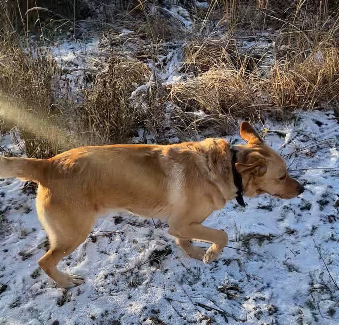 деловито бежит по делам