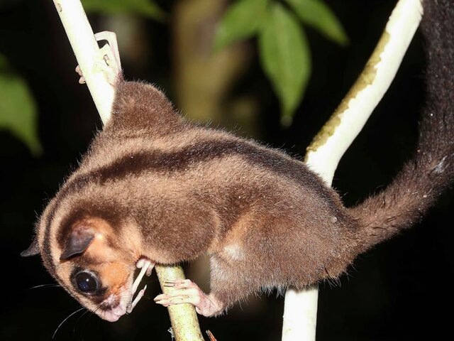    Фото: theguardian.com/australian.museum