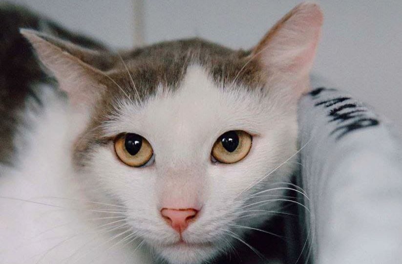 Котик Лёнечка попал в механизм строительной техники