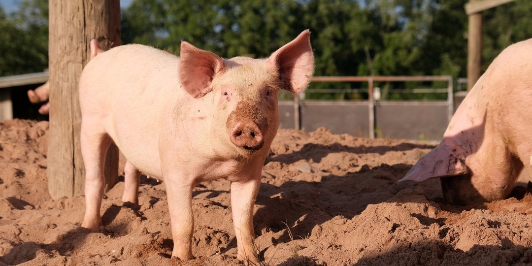 План на 20 лет: Нидерланды внедряют гуманные стандарты в сельском хозяйстве