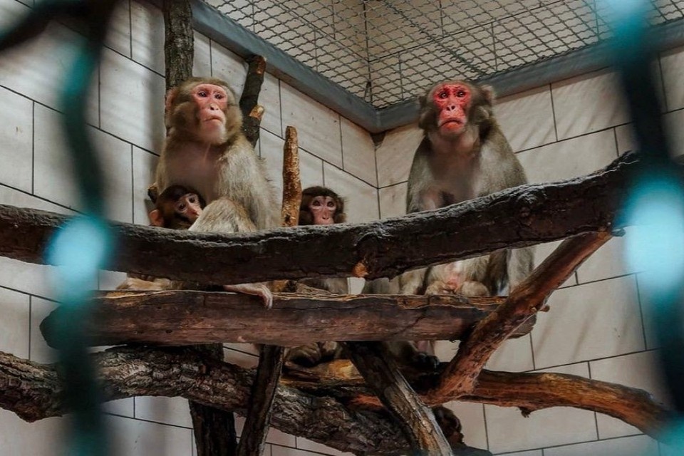    Уже 15 марта в Южном парке птиц «Малинки» состоится большое открытие. Фото: Южный парк птиц "Малинки".