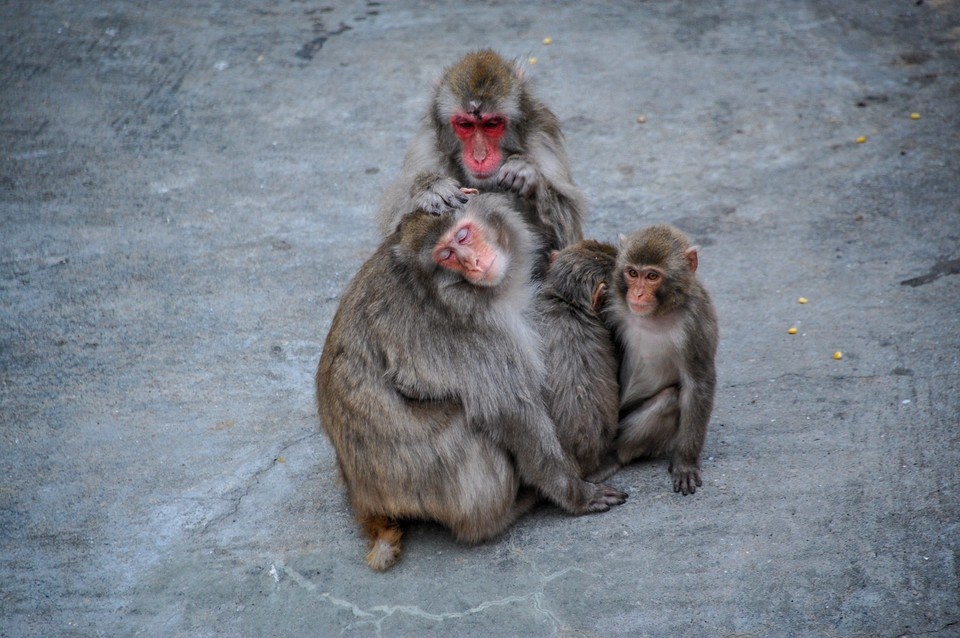    Уже 15 марта макаки переедут в свой новый просторный вольер Виктор ГУСЕЙНОВ