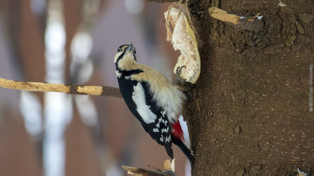 1. БПД и сало © NickFW.ru — 6.1.23г.