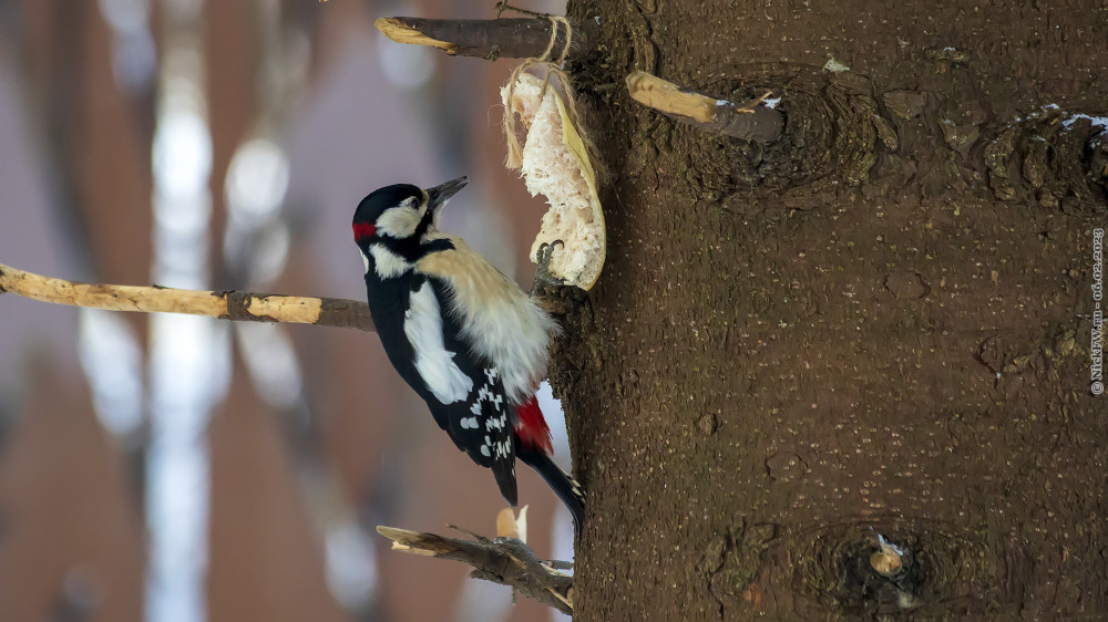 2. БПД и сало © NickFW.ru — 6.1.23г.