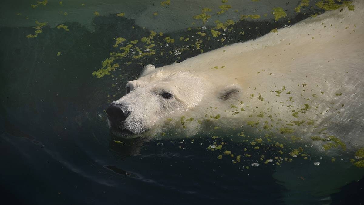    Фото: Анна Малакмадзе / Вечерняя Москва
