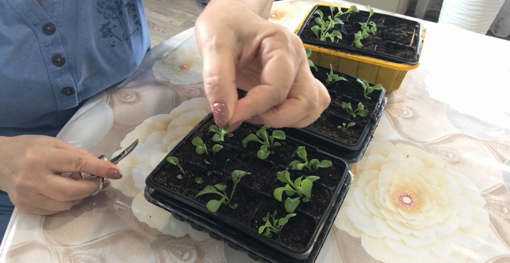 Прищипывание петунии для обильного цветения.