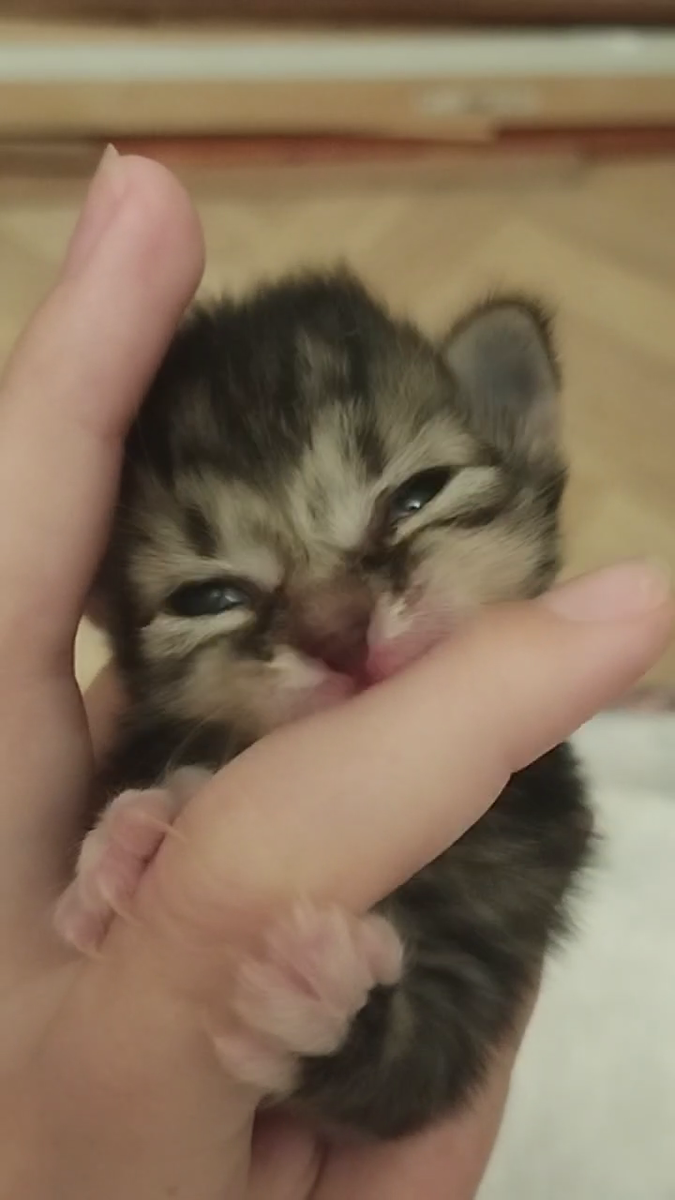 Дикий зверь 