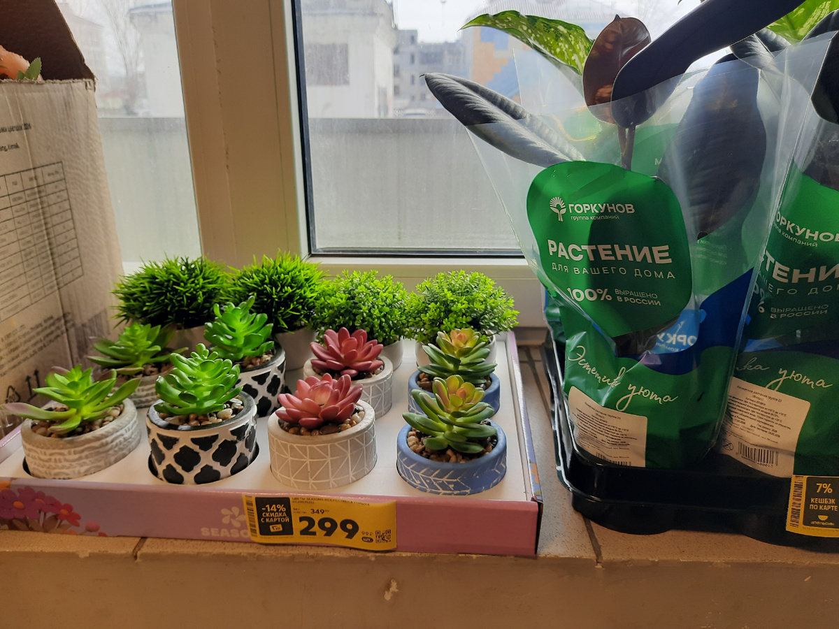 суккуленты