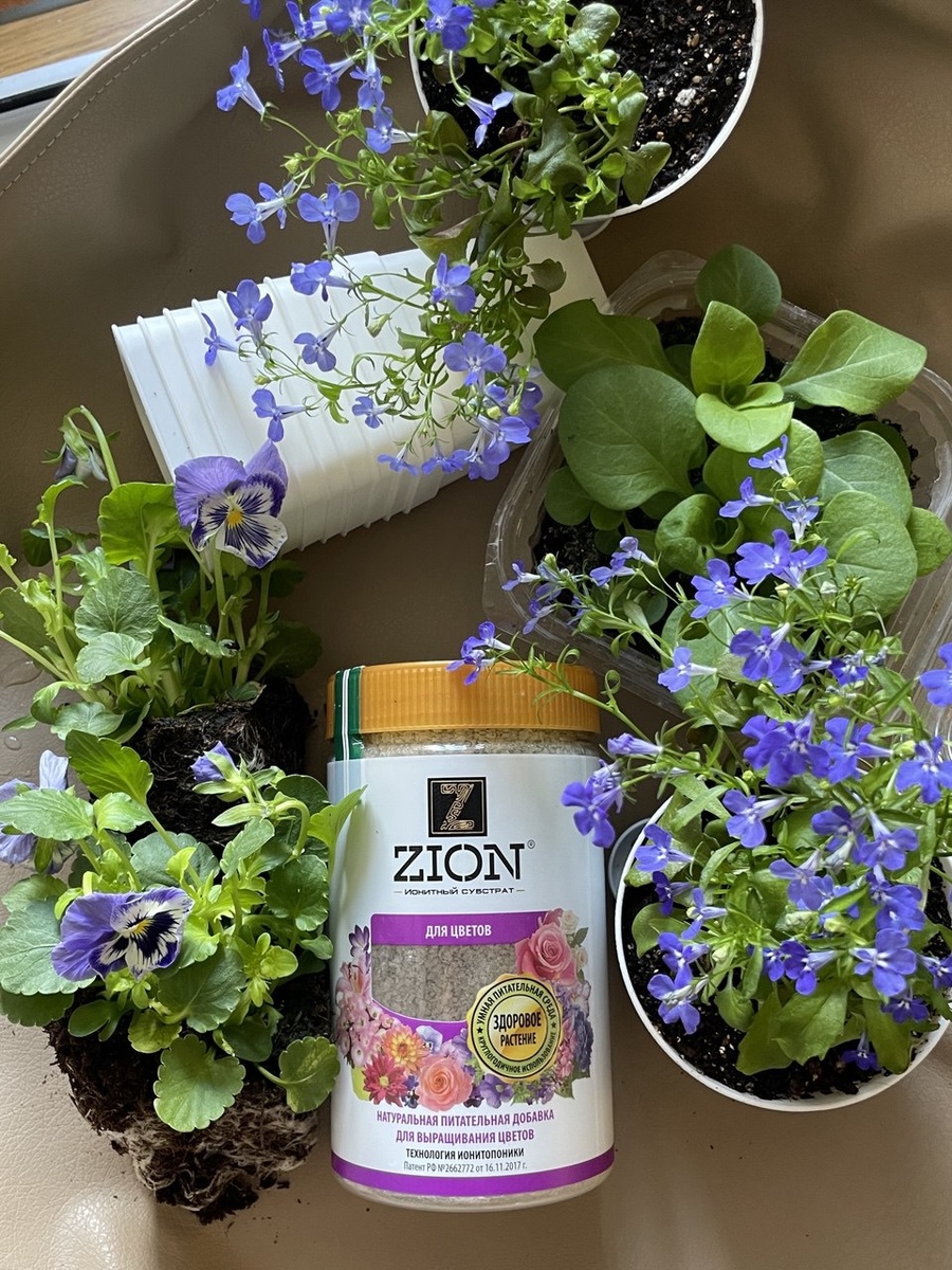 Какое удобрение выбрать для укоренения черенков