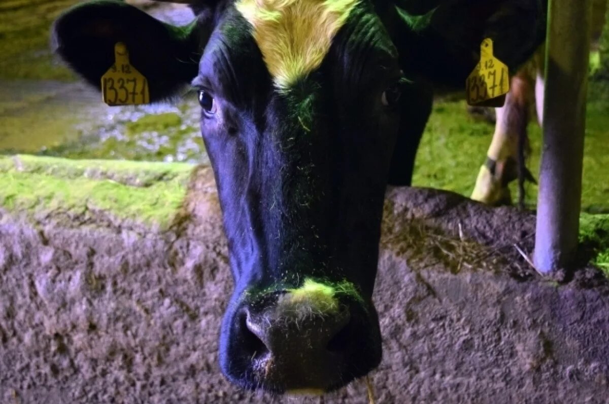    На ферме в Апатитах в 2025 году умерли около 400 коров