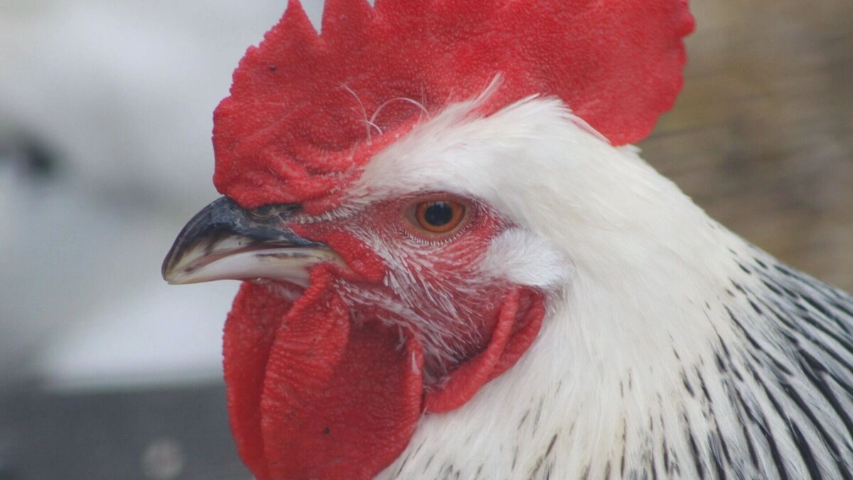    В Ставрополе выясняли, почему дорожают яйца, и приценивались к тюльпанам — итоги дня   robertsharp/CC BY 2.0/flickr.com