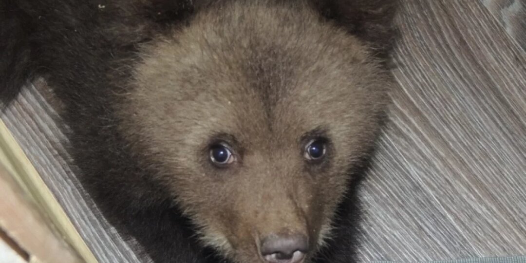 Под Смоленском спасли трех медвежат, осиротевших из-за неудачной охоты