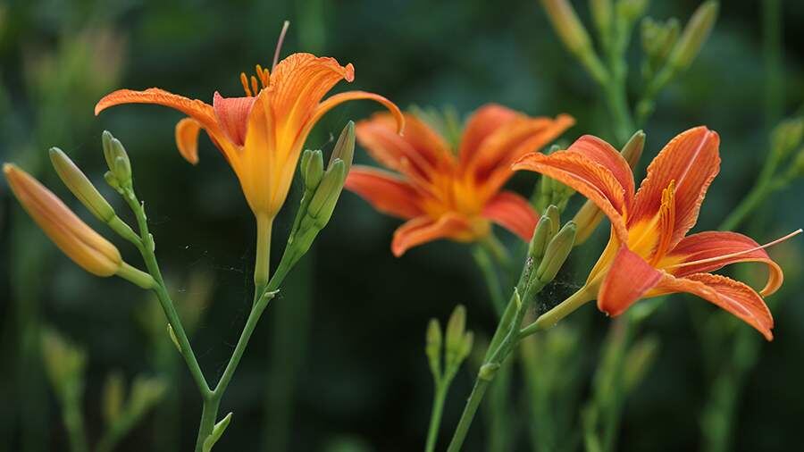    Фото: Global Look Press/Nikolay Gyngazov