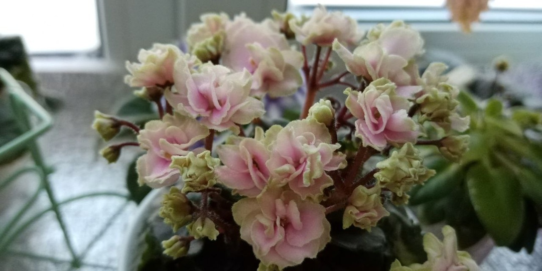 Кто любит фиалочки, так же как люблю их я, приглашаю в свой закрытый канал в МАХ, мало ли что будет с ТГ, а так всегда на связи