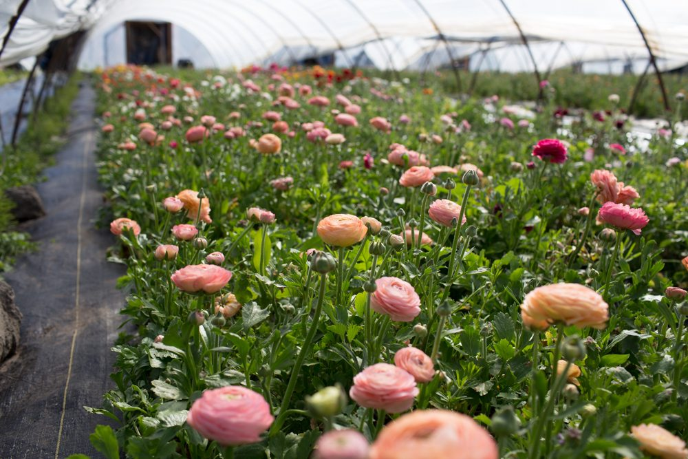 Ранункулюсы в теплице