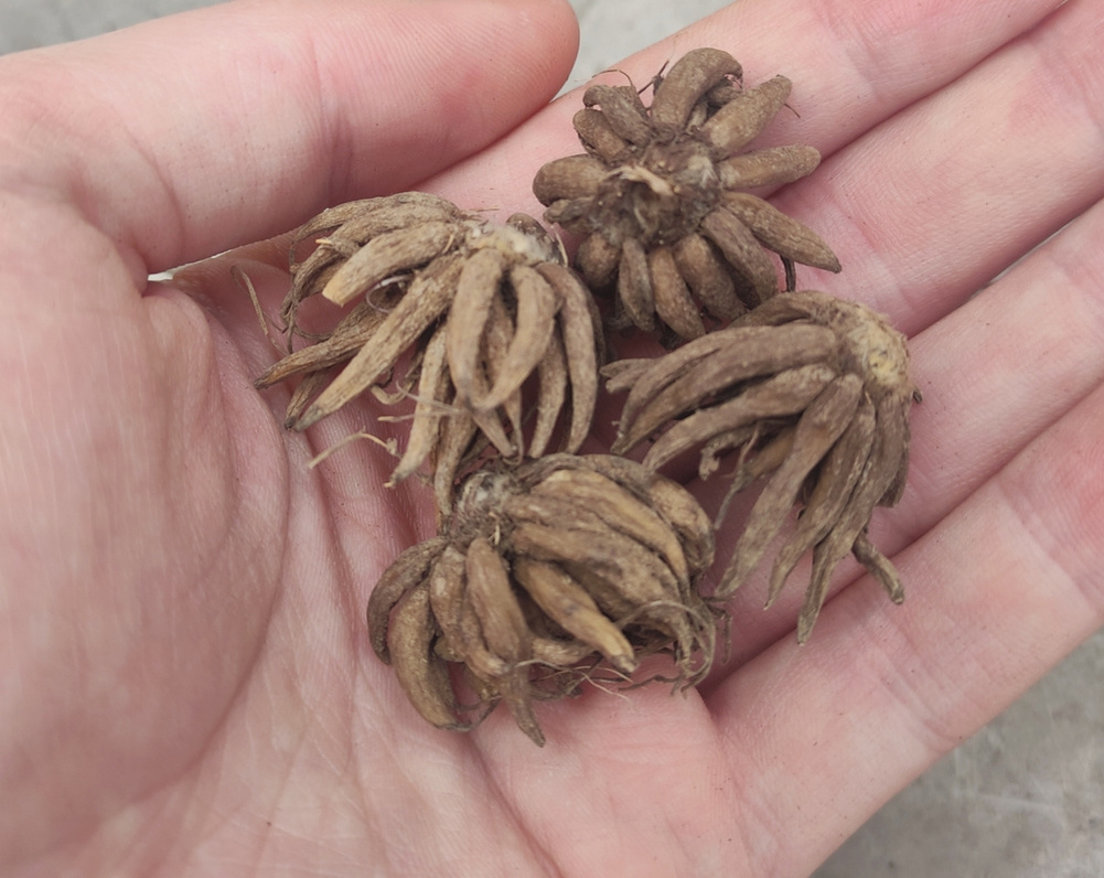 Клубеньки ранункулюса похожи на маленьких паучков