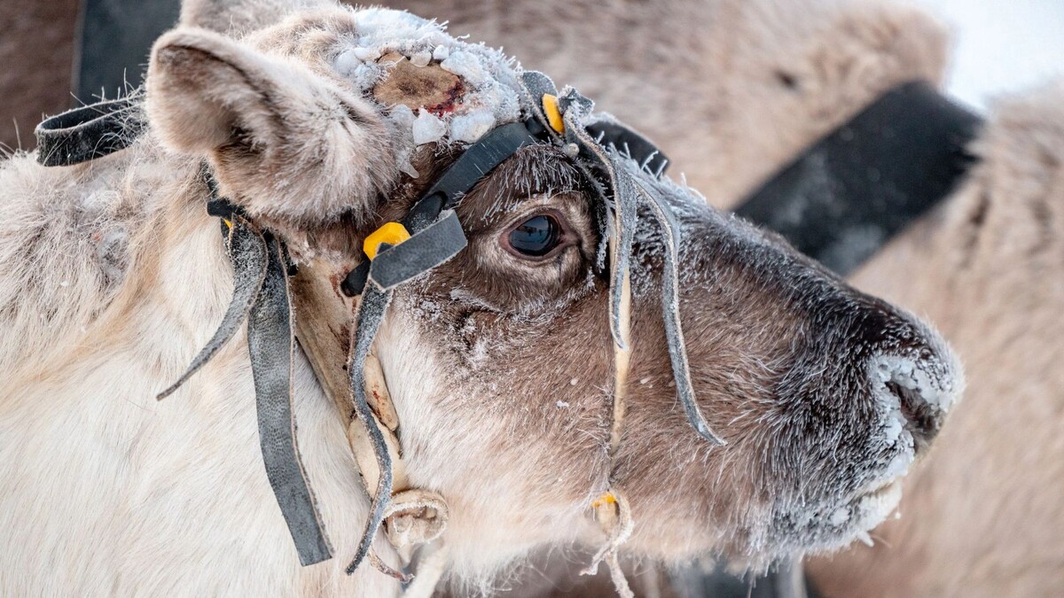    Фото: Сергей Зубков/«Ямал-Медиа»