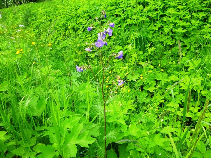 Синюха голубая (фото из архива автора)