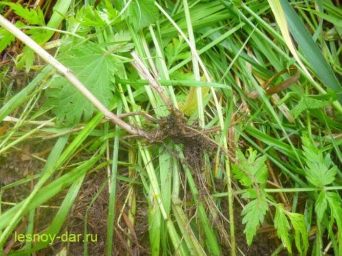 Корневище и корни синюхи голубой (фото с блога "Лесная кладовая")