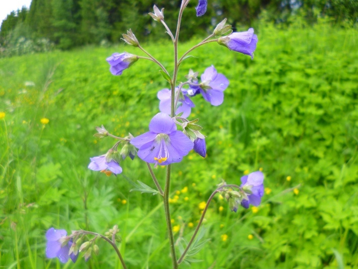 Синюха голубая