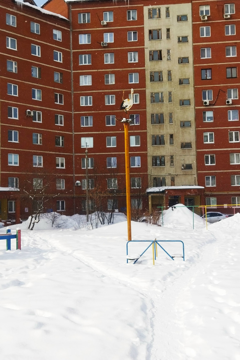 Аист прилетел...