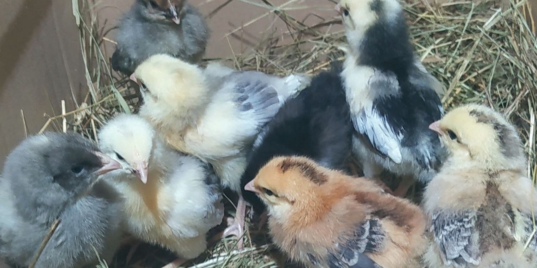 Цыплята с подворье или с фабрики: честный разбор плюсов и минусов