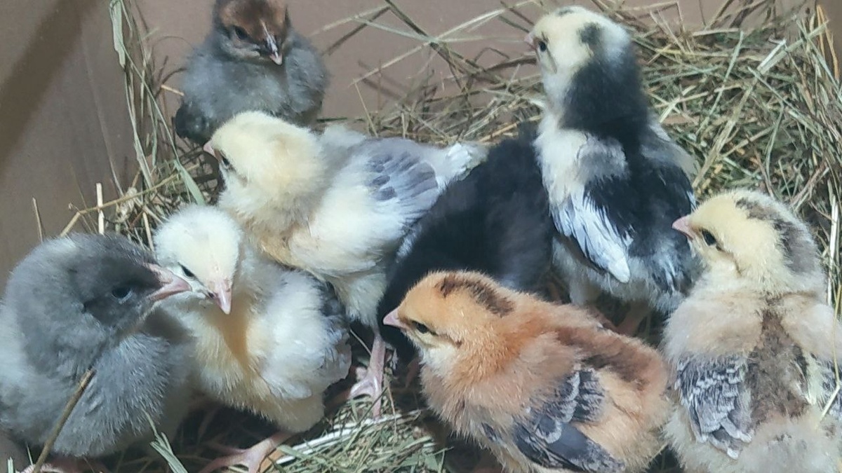 цыплята от домашних кур несушек купить