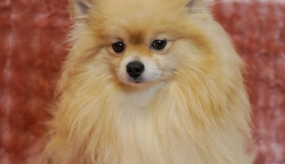 Чуткость ИЩЕТ ДОМ! Малышка с большим сердцем хочет стать частью семьи, чувствовать заботу и дарить взамен всю свою нежность ❤️