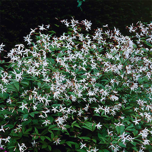 Фото из интернета. 