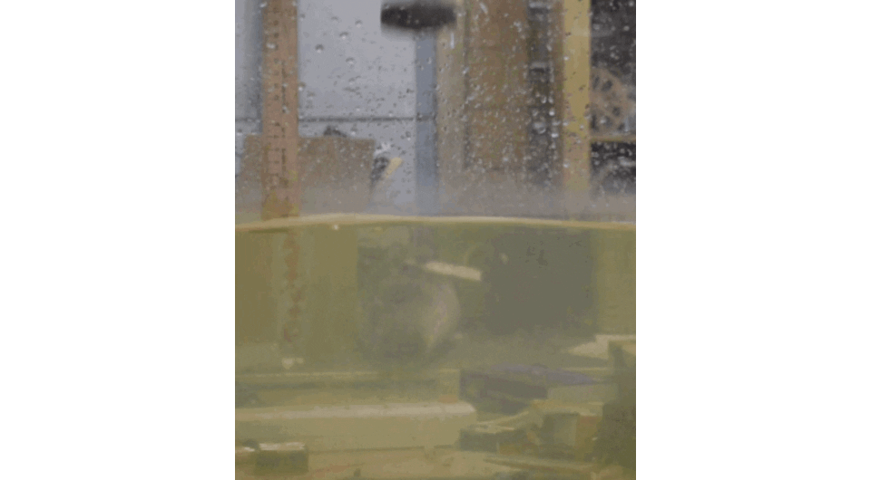     Высокоскоростная съемка твердого тела при падении на свободную поверхность воды Трубицын Антон / МФТИ, 2026